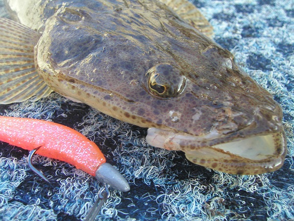 ケアンズでコチ フラットヘッド Flathead をルアーで釣る グリーン島に行こう ケアンズ